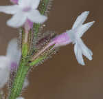 Carolina false vervain